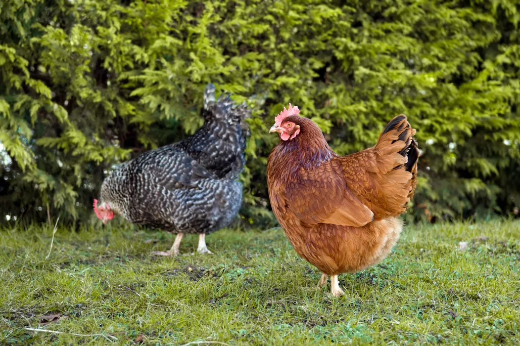 how to reduce coop odor naturally